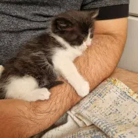 واگذاری رایگان بچه گربه