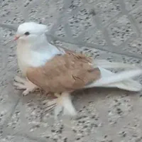 کفتر پشت دار نر