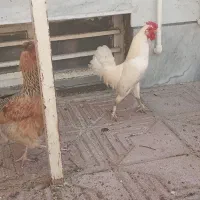 خروس مینیاتوری