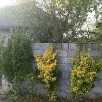 خونه کلنگی با تمام امتیاز در سنگر قاضیان