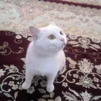 گربه خانگی dsh|گربه|نی‌ریز, |دیوار