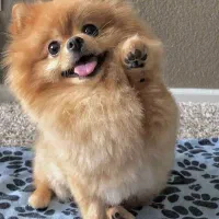 سگ پامر پیدا شده