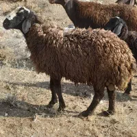 بره نرداشتی|حیوانات مزرعه|تاکستان, |دیوار