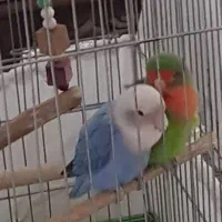 طوطی برزیلی گمشده