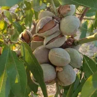 فروش نهال بادام زودبازده و پربار|خدمات باغبانی و درختکاری|اسدآباد, |دیوار