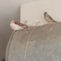 فنچ کینگ|پرنده|قم, پردیسان|دیوار