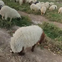 بره پرواری