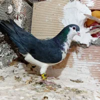 کفتر ساده پرشی و جفتگاه و کل