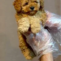 تاینی توی پودل و پودل وارداتی|سگ|تهران, فرحزاد|دیوار