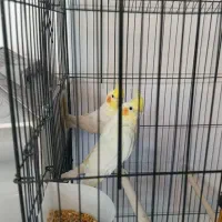 عروس هلندی مولد