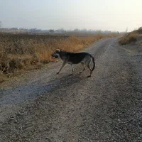جهت واگذاری|سگ|ارومیه, |دیوار