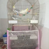 چهار جفت عروس هلندی با دوتا جوجه