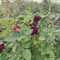 رز پایه هلندی گلدان 18
