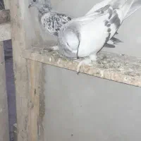 کبوتر ترکیه ای|پرنده|چادگان, |دیوار