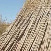 تولید انواع ارقام میوه و صنوبر درنهالستان