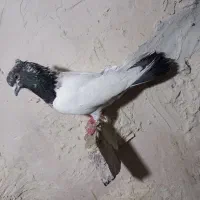 کفتر