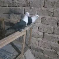 کبوترجفتی|پرنده|سبزوار, قصبه شرقی|دیوار