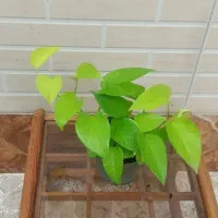 انواع گل های آپارتمانی در بندرانزلی