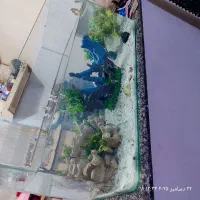 اکواریم با تمام لوازم اکسیژن بخاری جای تخم گزاری