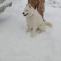 سگ اکیتا ژاپنی اصیل