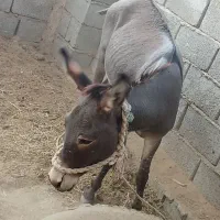 الاغ نر بسیار قوی برای بارکشی و گله چرانی|حیوانات مزرعه|اسماعیلی, |دیوار