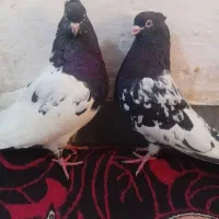 پرنده|پرنده|اهواز, کوی طلاب|دیوار