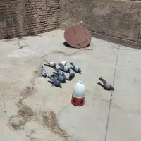 کبوترپروفیت