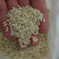 برنج ایرانی