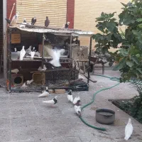کفتر طوقی و پرشی پلاکی سینه ای،دوکت،مسافتی