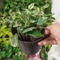 فروش گل تک و تعداد بالا|گل و گیاه طبیعی|رشت, کوی امام رضا|دیوار