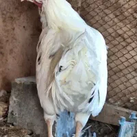 خروس گلین|حیوانات مزرعه|اصفهان, قهجاورستان|دیوار