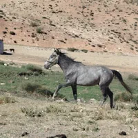اسب جوان