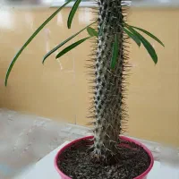 نخل ماداگاسکار|گل و گیاه طبیعی|بومهن, |دیوار