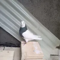 یک جفت کبوتر طوقی بدون غلط|پرنده|برخوار, |دیوار