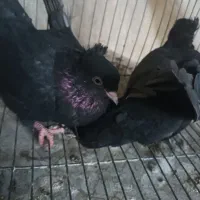 یک جفت زاغ آبادانی ۵۰۰