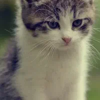 دنبال گربه ای که واگزاریش رایگان باشه