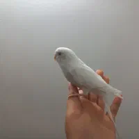 پنکه موبایلی مرغ عشق مولد و کفتر طوقی|پرنده|مهریز, |دیوار