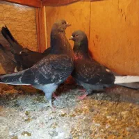 کفتر پرشی|پرنده|قرچک, فردیس|دیوار