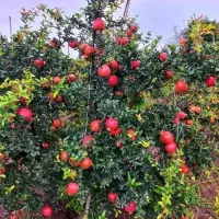 بزرگترین نهالستان کشور با مجوز جهاد کشاورزی