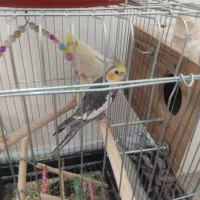 جوجه3ماهه لوتینو والبینوباجفت طوطی کتوله|پرنده|دزفول, |دیوار