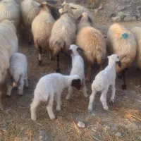 میش وبره