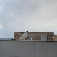 پیام