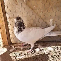 سه عدد نر  کاشونی به درد بخور