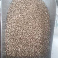 گندم بذری پیشگام وآذر 2 و گندم قرمز|خدمات باغبانی و درختکاری|قوچان, |دیوار