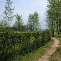 معاوضه-زمین-280-متری-انارستان-معاوضه-با-ماشین