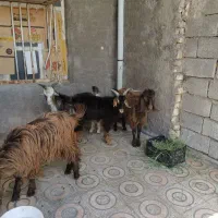 خرید و فروش گوسفند
