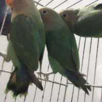 ۳ عدد طوطی بریزیلی بازیگوش|پرنده|تهران, یافتآباد|دیوار