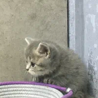 بچه گربه