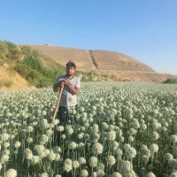 بذر پیاز قرمز|خدمات باغبانی و درختکاری|لیلان, |دیوار