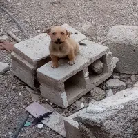 پاکوتاه۲ونیم ماهه